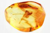 Fossil Crane Fly (Limoniidae) In Baltic Amber #367530-1